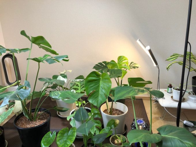 複数の植物用ライトを使用している写真２