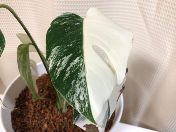 斑入りモンステラ 白斑 デリシオーサ ホワイトティアーズ 植物/観葉