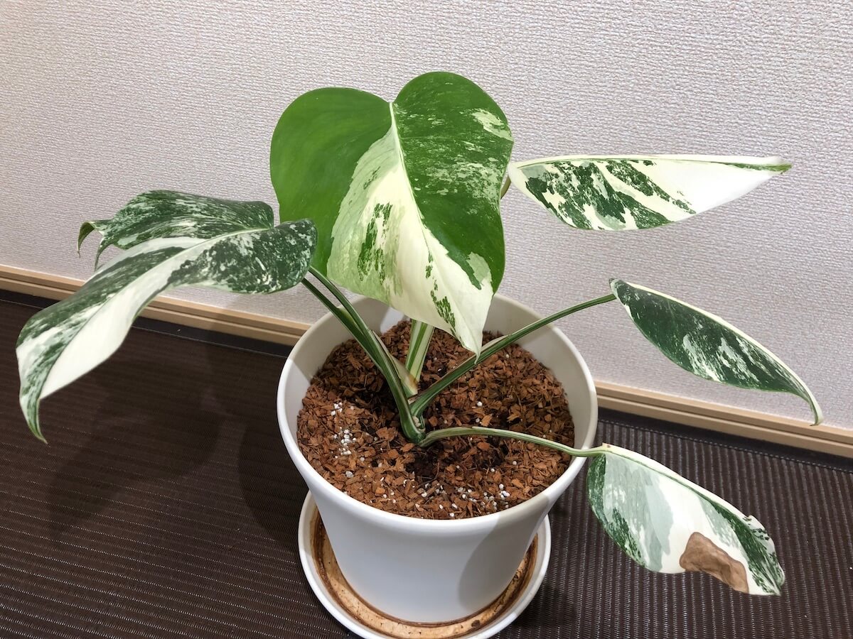 植木鉢のサイズ46号斑入りモンステラ ホワイトタイガー 70.9cm - 植物 
