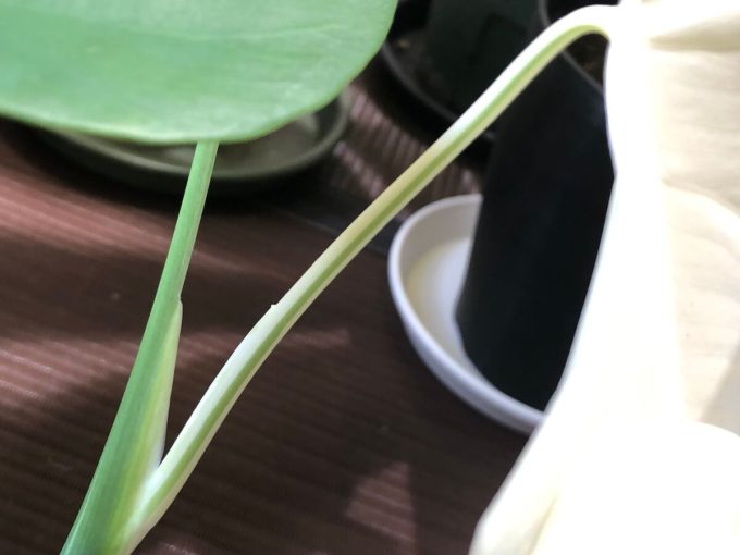 フルムーンになってしまったトリカラー白斑のボルシギアナ茎写真