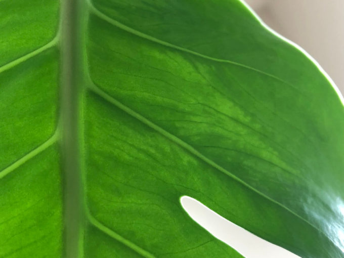 緑斑ミントデリシオーサの葉裏写真２