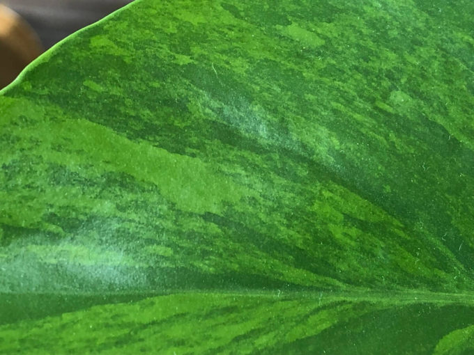 極斑の緑斑デリシオーサ写真２
