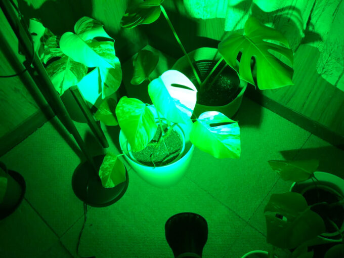 グリーンライト（緑色LEDライト）みどりきくぞうの照射写真２