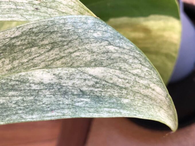 デリシオーサのミント葉っぱ写真６