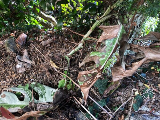 木の影で越冬中のモンステラ