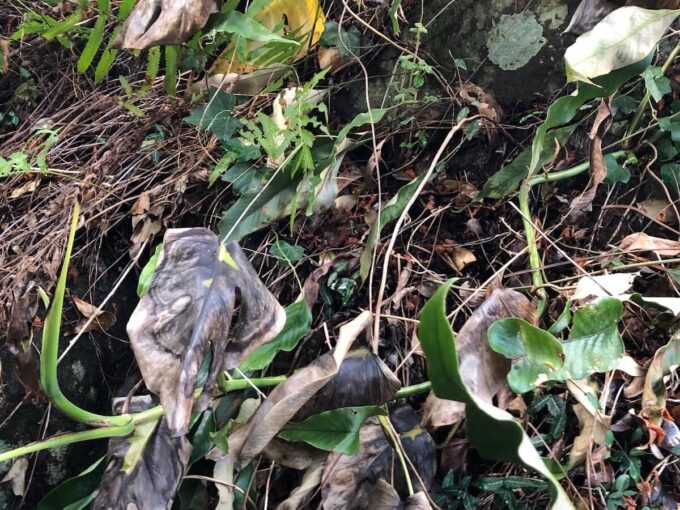 常緑樹の下で越冬させたモンステラの写真１