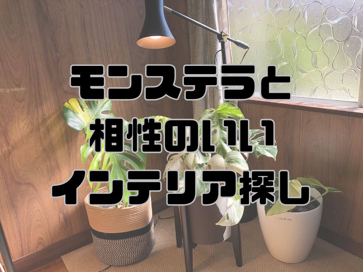 モンステラと相性のいいインテリアを探しておしゃれに飾ろう 