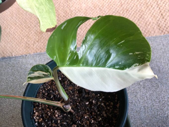 東南アジア系ミント（デリシオーサ ）の写真