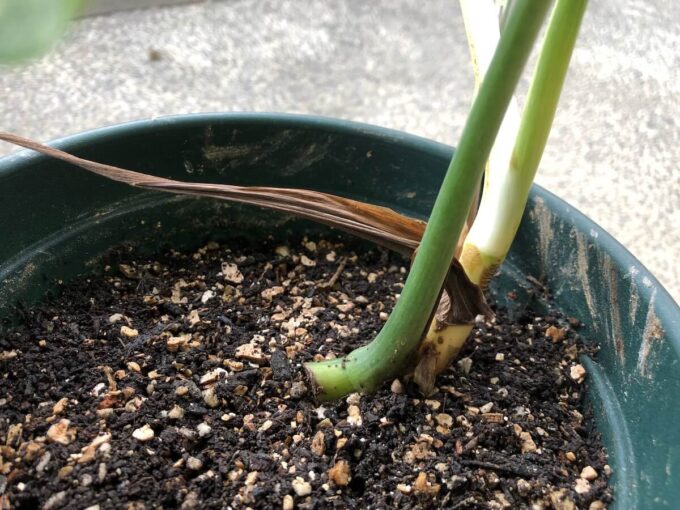 東南アジア系ミント（デリシオーサ ）の写真11