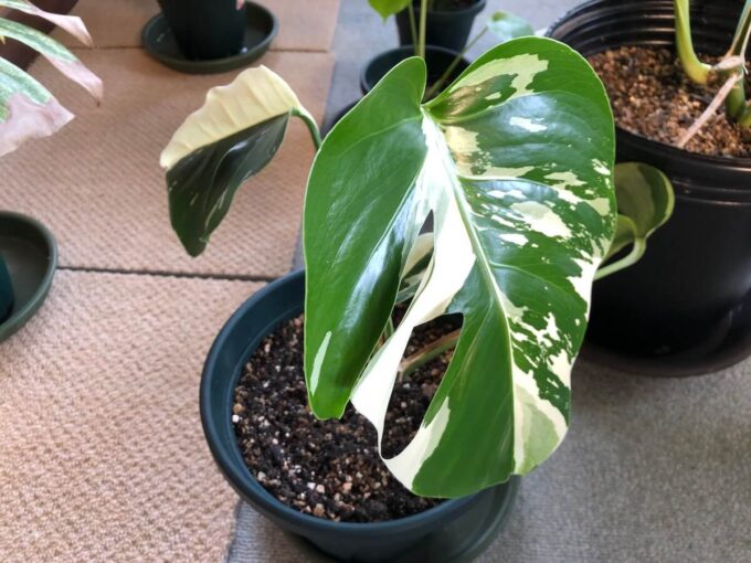 東南アジア系ミント（デリシオーサ ）の写真3