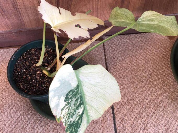 東南アジア系ミント（デリシオーサ ）の写真4