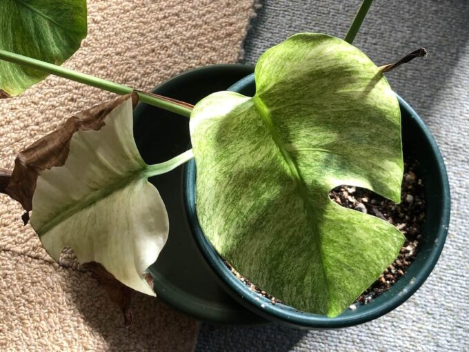 東南アジア系ミント（デリシオーサ ）の写真5