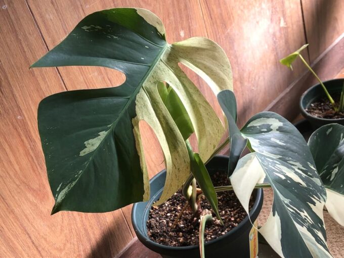 東南アジア系ミント（デリシオーサ ）の写真6