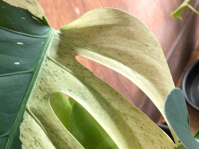 東南アジア系ミント（デリシオーサ ）の写真7